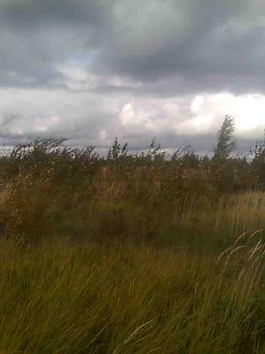 Зарастание пашни обойдётся рязанским «Подсосенкам» в круглую сумму